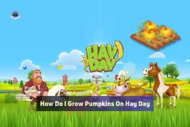 how do i grow pumpkins on hay day