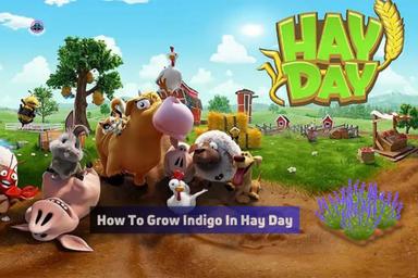 how to grow indigo in hay day